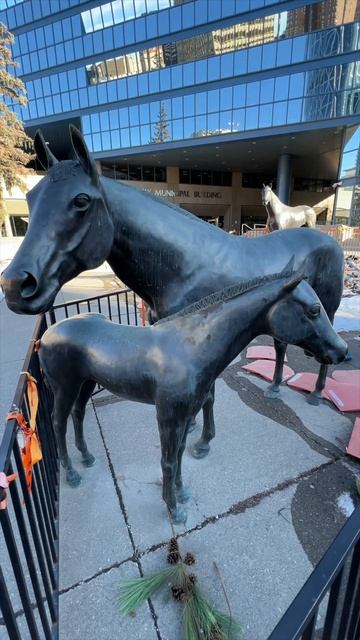 Horses are sacred animals in Calgary | Лошади для Калгари - священные животные #shorts