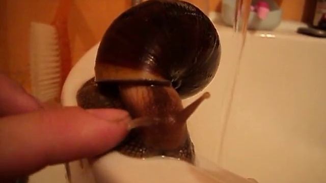 Муся