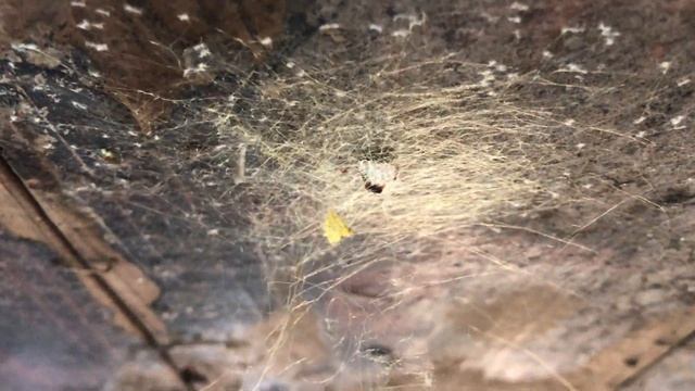 The spider laid eggs