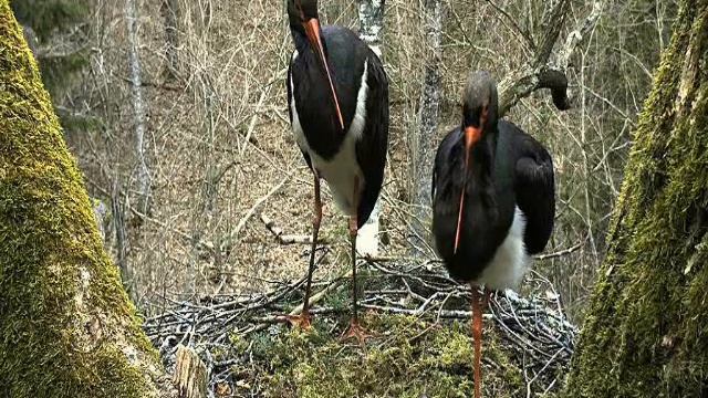 Cranes flying over the Black Stork nest