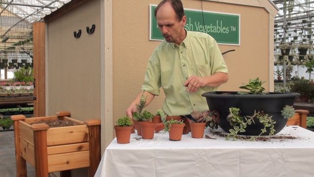Planting Your Floral Dimensions Patio Wall Basket with succulents