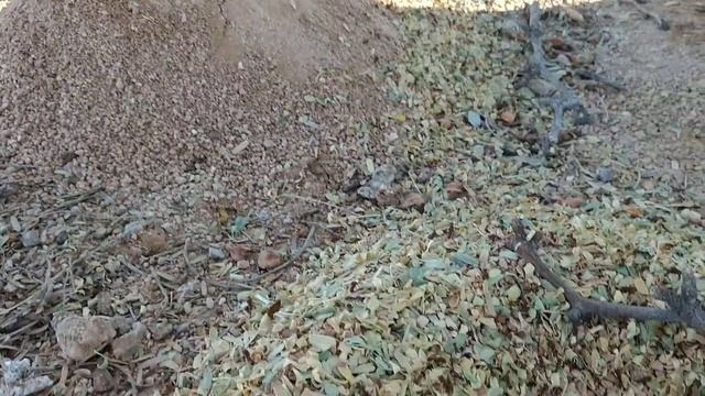 Acromyrmex versicolor- Massive Leafcutter Ant Colony