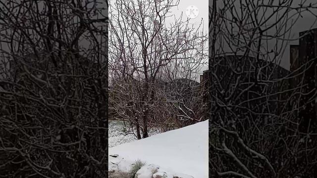 Зима❄️Симферополь 2025 6 февраля Опять метель 🌨️ ❄️ Привет из зимнего Крыма 👋❄️