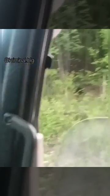 Медведи