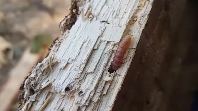 Gross wood eating larva.