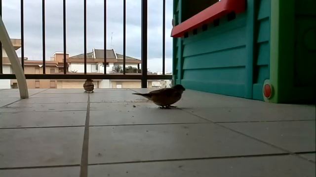 Raspberry Pi + Camera module birdwatching 2