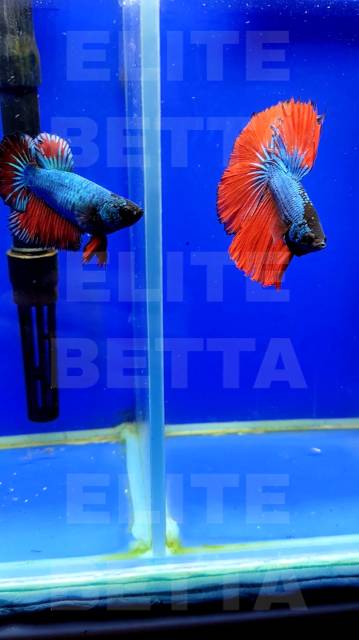 Рыбка Петушок Огненный хвост пара самец и самка