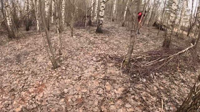 Первые Весенние Грибы Сморчки 2024 года