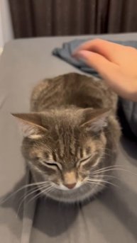 Большой кот 🐱