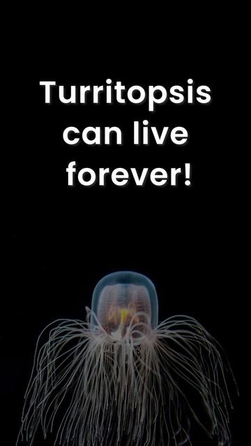 IMMORTAL JELLYFISH that can live forever | TURRITOPSIS DOHRNII | in Hindi/Urdu