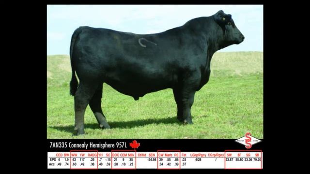 Angus Lineup 0412.wmv
