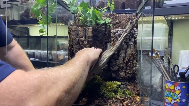 Omothymus violaceopes, Singapore Blue rehouse and care