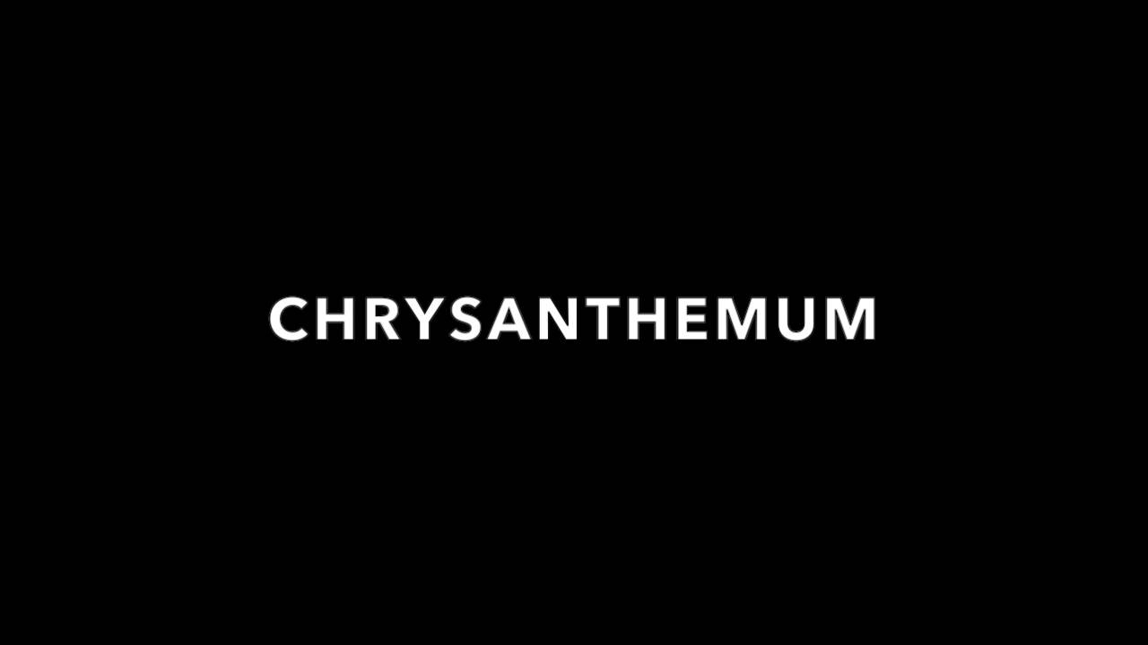 Chrysanthemum.