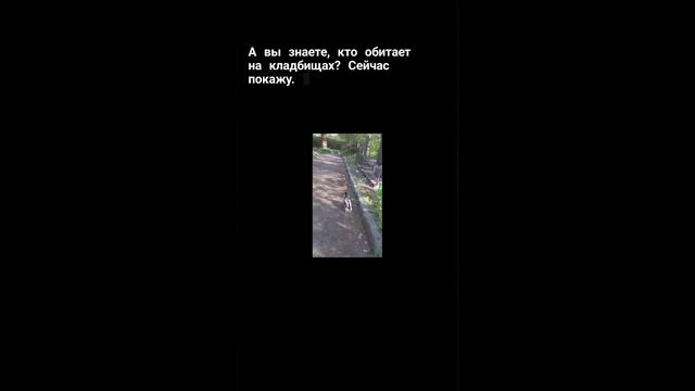 Кто обитает на кладбищах? 💀