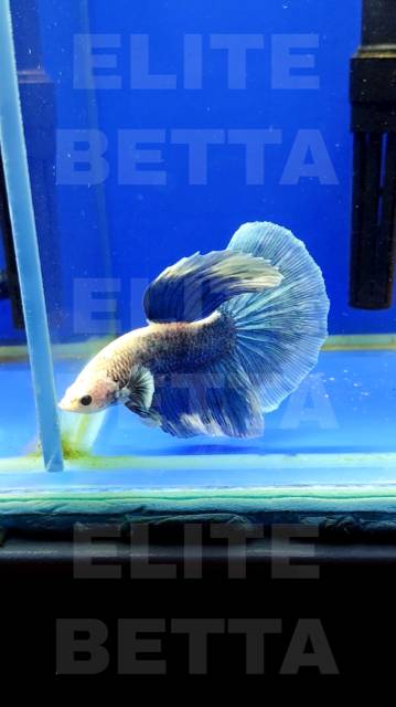 Рыбка Петушок Морская волна самец