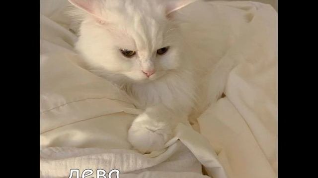 кто ты по 33