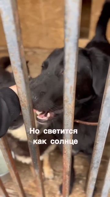 Пёс Ройбуш из приюта в добрые руки / Москва #приют #собаки