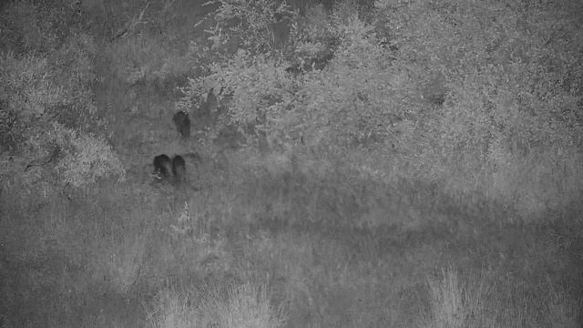 Djuma: White-tailed Mongoose mom and two youngsters - 20:24 - 12/26/21