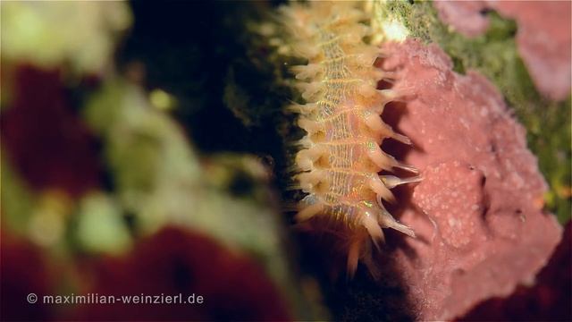 fireworm in my tank (Nikon D7100)