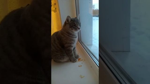 Кот разговаривает с птицей