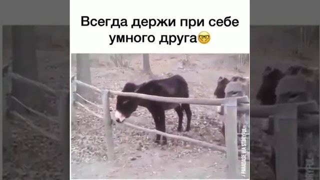 "Один ум хорошо, а два - лучше"