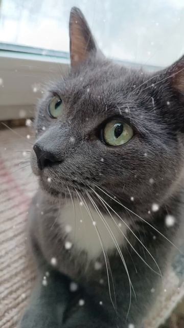 Зефир, Марго, Серый 😺😺