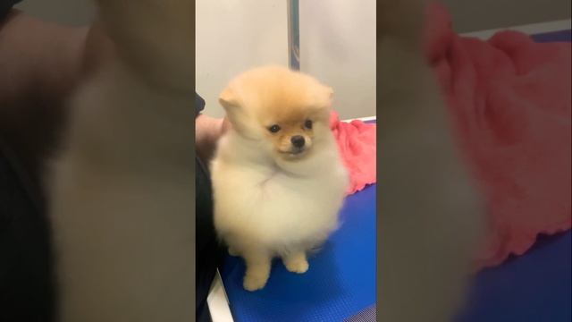 Первый поход в салон красоты #pomeranian#шпиц#щенок#грумер