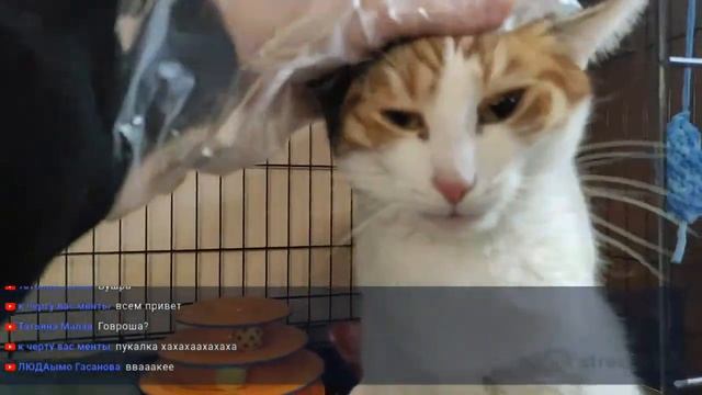 Телеканал "Муркоша"