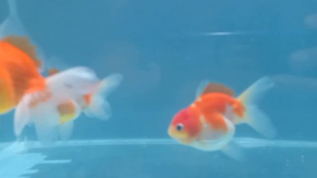 оранда. oranda young 5 months