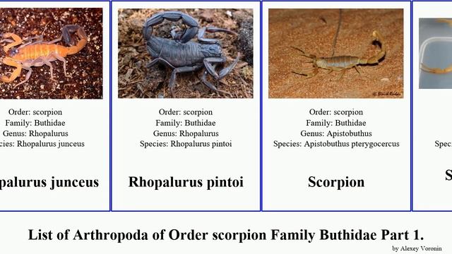 List of Arthropoda of Order scorpion Family Buthidae Part 2. tityus uroplectes parabuthus mana