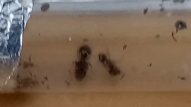 New Colony - Pheidole spathifera