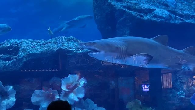 Shark in Dubai Mall Aquarium 2022