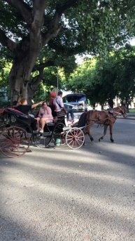 🚗🐎 По Гаване на альмендронах и лошадях!
