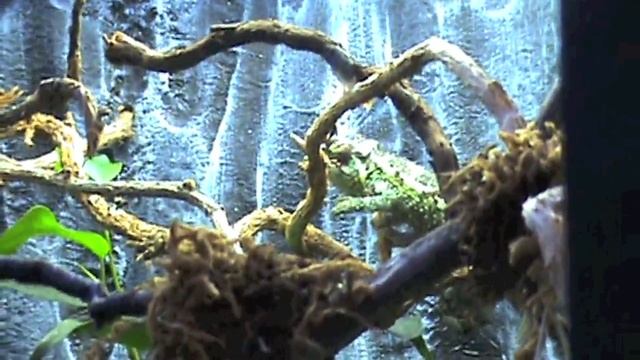 Chamaeleo trioceros j. jacksonii cazando