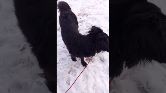 Чтобы собака не претендовала на вещи в ваших руках...