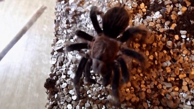 Brachypelma albopilosum kill roach