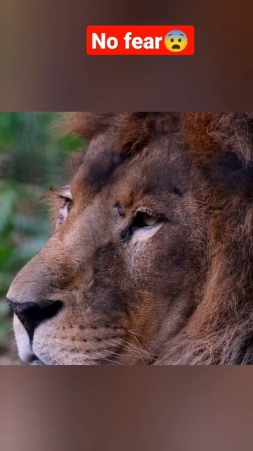 #lion#tiger#Wolfe#wildanimals#shorts