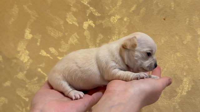 Игл Мэджик Марсель