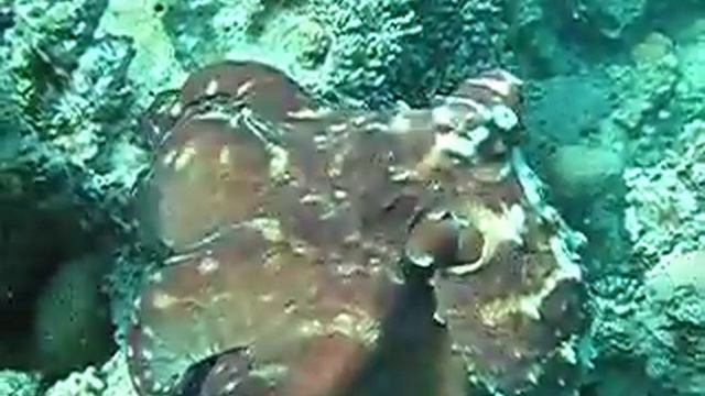 Dahab Octopus