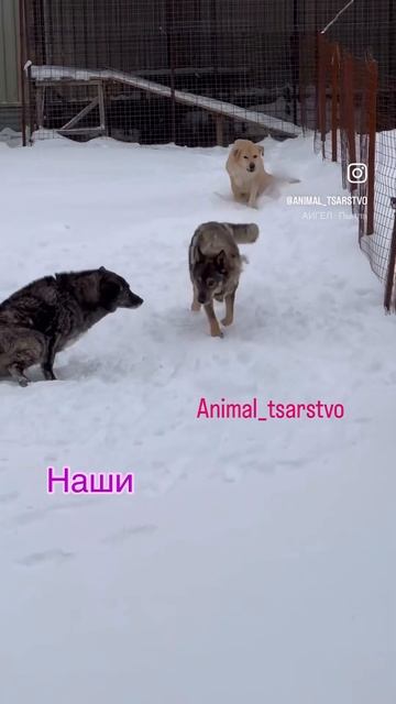 В мире проблемы, у собак стабильность. Немного размышлений в комментах. #приют #животные #собаки