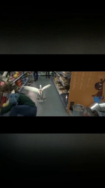 Неожиданная опасность  агрессивные гуси напали на меня! #fun #кино #rec