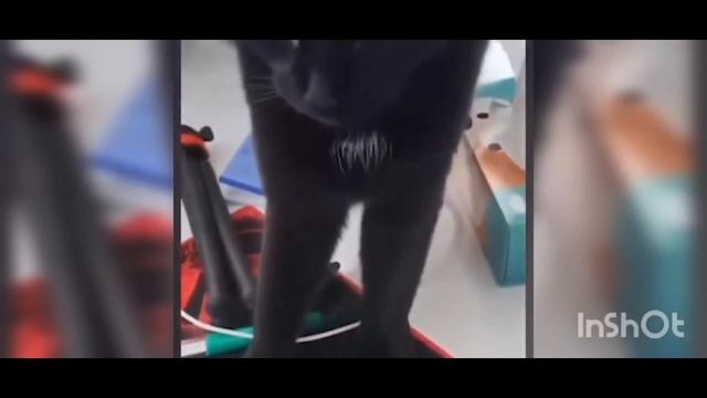 смешные коты‼️приколы с котами ‼️‼️‼️ с смешной  озвучкой ‼️‼️