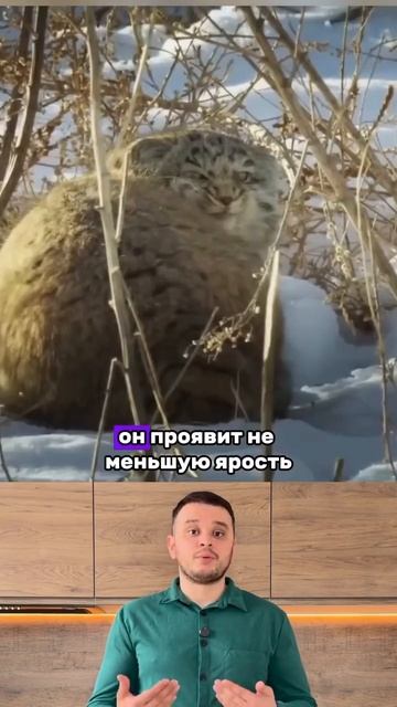 Удивительные манулы