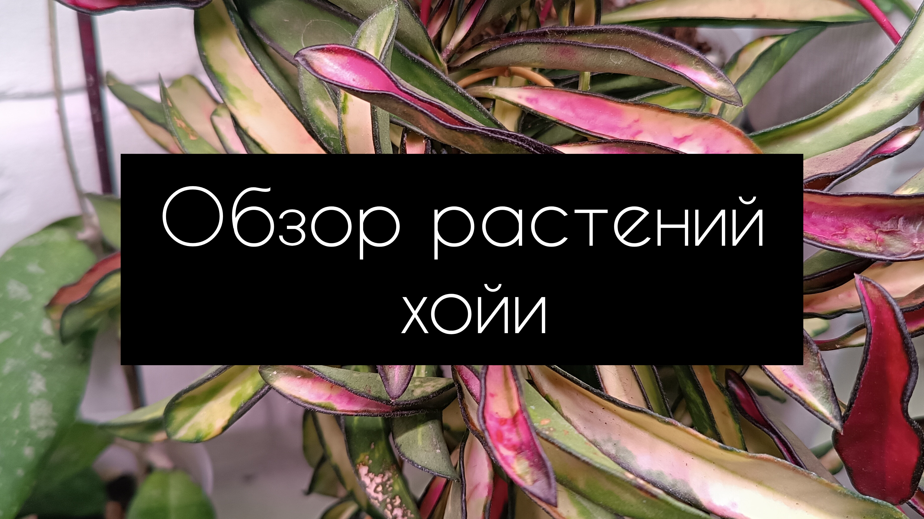 обзор растений. хойи