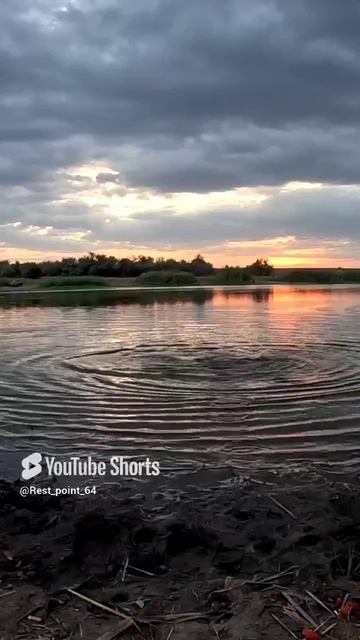 Карп боролся до конца. #точкаотдыха64 #carpfishing #fishing #рыбалка