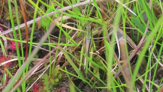 Large Marsh Grasshopper Stethophyma grossum