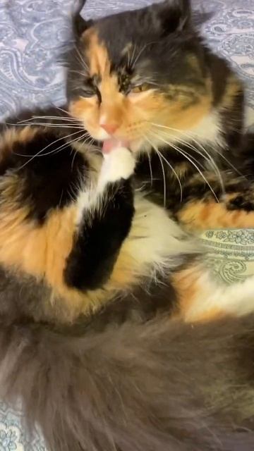 American curl cat's ears itchy. #shorts