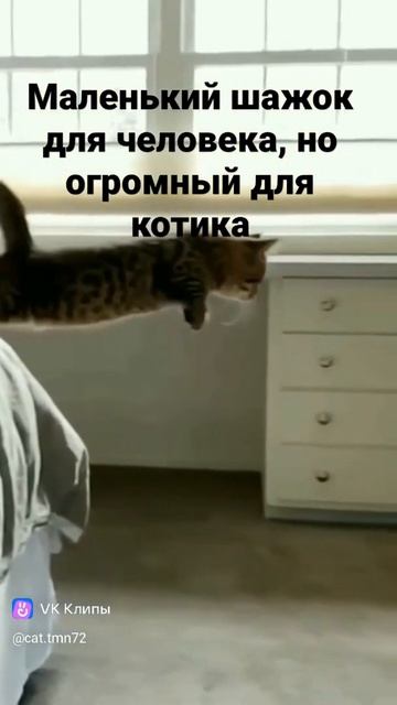 котики #тренды #топ #а4 #рекомендации #смех #смешные #кот #кошки