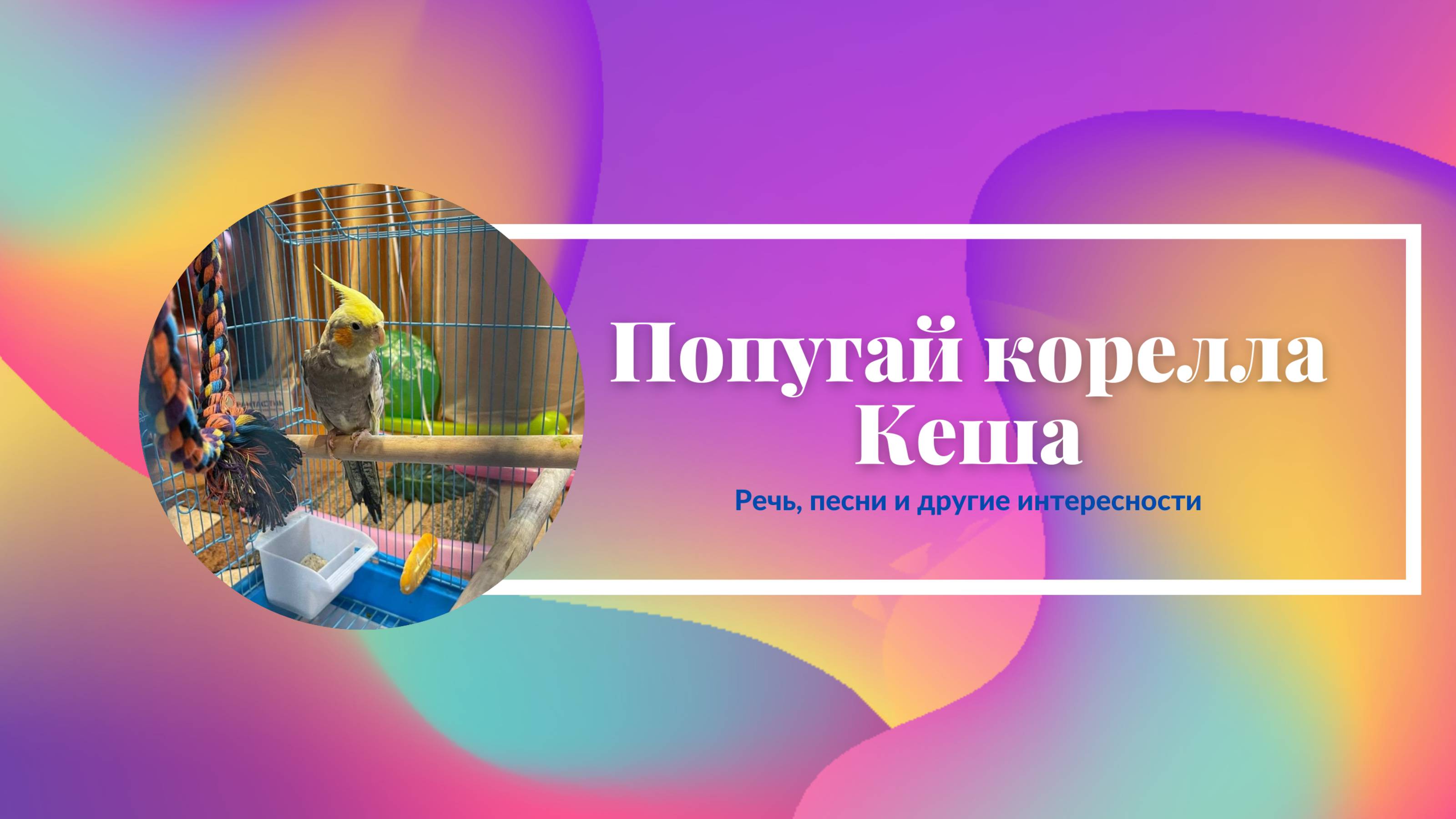 Попугай корелла разговаривает с зеркалом: Птичка, ну че ты!? )))))