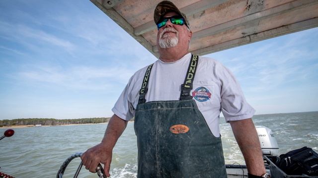 Salty Oysters from Maryland